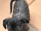 puppy