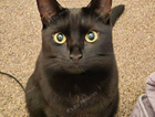 Missing cat lilly