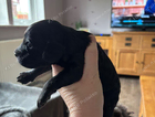 puppy
