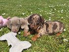 puppy