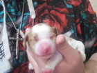puppy