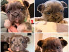 Puppy