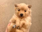 Puppy