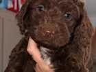 Puppy