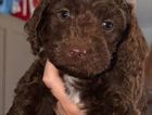 puppy