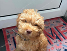 puppy