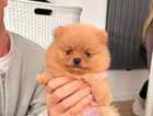Puppy