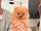 puppy