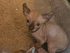 kitten
