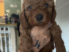 puppy