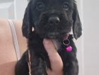 puppy
