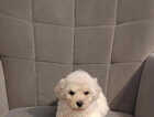 Puppy