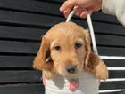 puppy