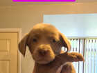 Puppy