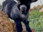 MY 8 MONTH OLD PYGMY GOAT IS MISSING!