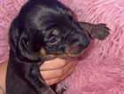 Puppy