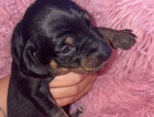 puppy