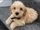 puppy