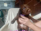 Puppy
