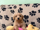 puppy