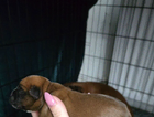 puppy