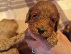 puppy