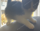 kitten