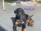 puppy