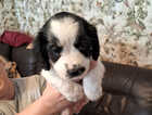 Puppy