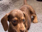 Puppy