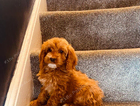 puppy