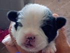 puppy