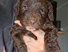 puppy