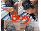 puppy