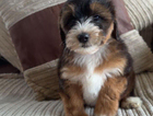 puppy