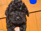 puppy  solid...