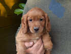 Puppy