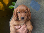 puppy