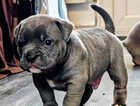 Puppy