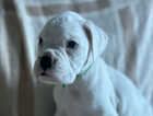Puppy