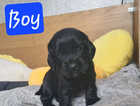 Puppy