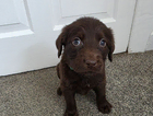 puppy