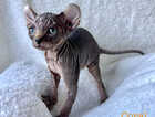 Kitten