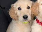 Puppy