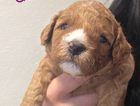 puppy  purple