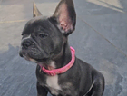 puppy