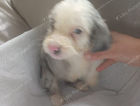 puppy