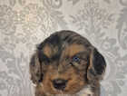 Puppy