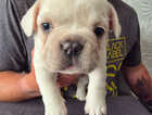 Puppy