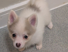 puppy  lilac...